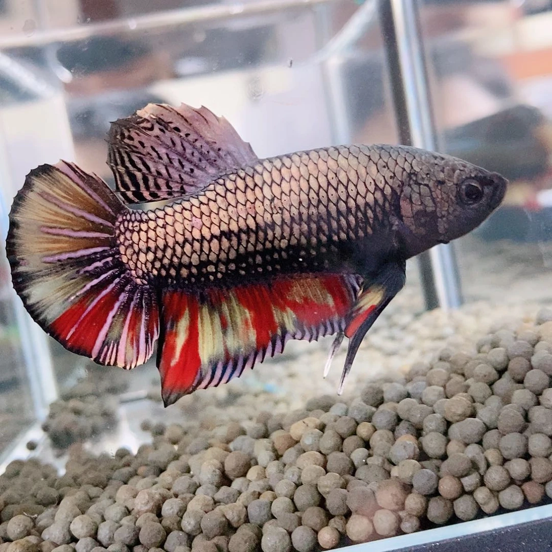 红嘴尖格鱼热带鱼公cm158