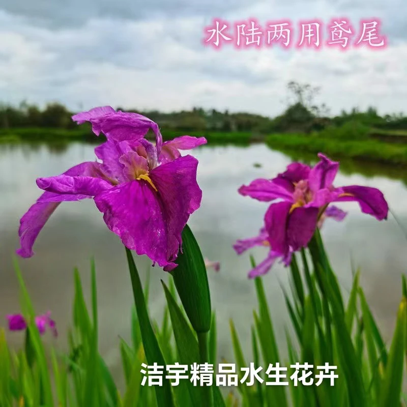 水生植物常绿鸢尾蓝花鸢尾黄菖蒲蝴蝶庭院绿化多年生宿根花卉