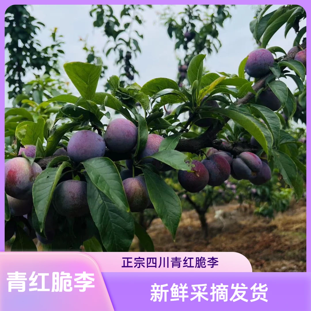 小蜂嗡嗡 正宗四川青红脆李新鲜采摘酸甜李子凤凰李清脆鲜果发货1