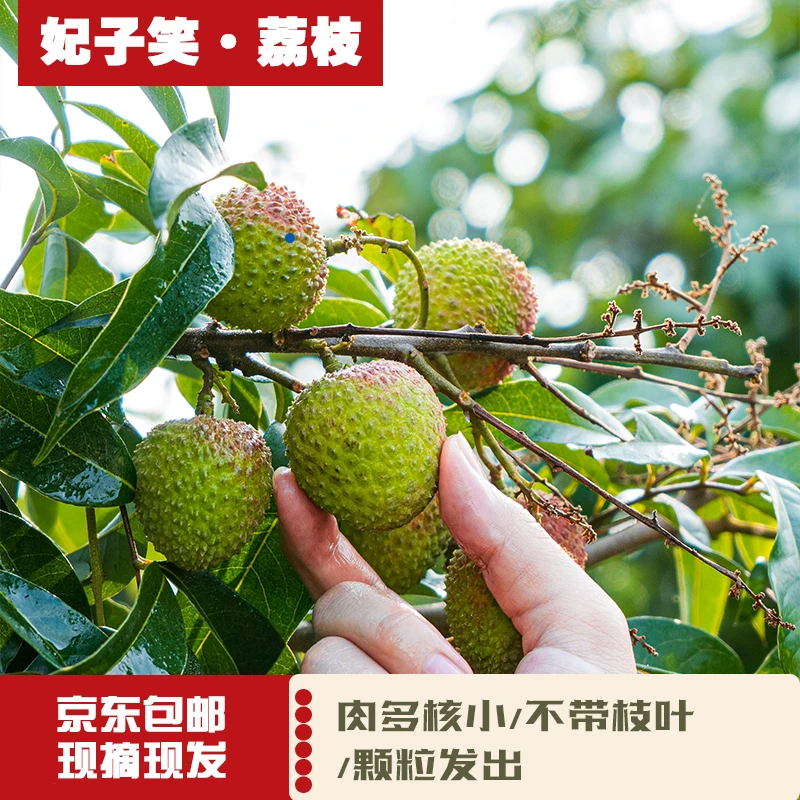 小蜂嗡嗡生鲜 家庭装 茂名妃子笑荔枝新鲜采摘【优质大果】性价比高