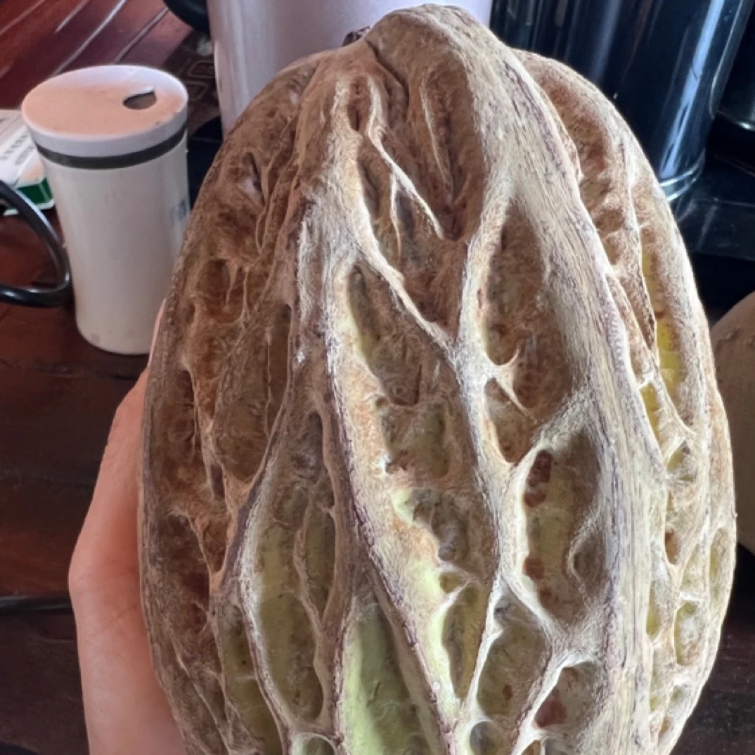 榴莲可可又名白可可树纯甜还带点榴莲味怕冷适合5度以上盆栽地栽