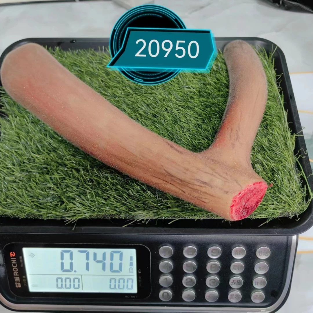 梅花鹿鲜鹿茸整枝含红充足