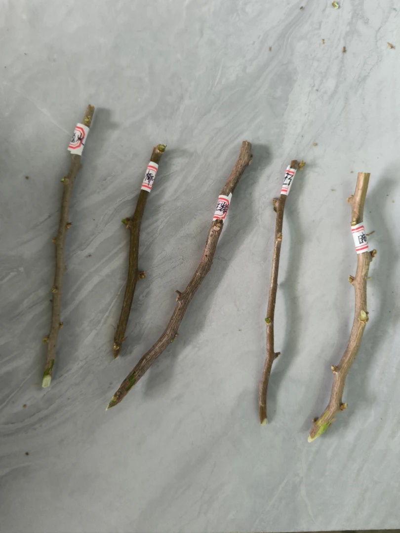 三角梅扦插枝条(新手必入五个品种,有粗有细)