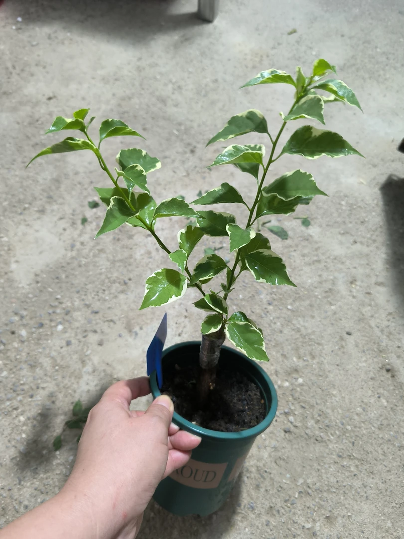 嫁接品种三角梅（51-100）