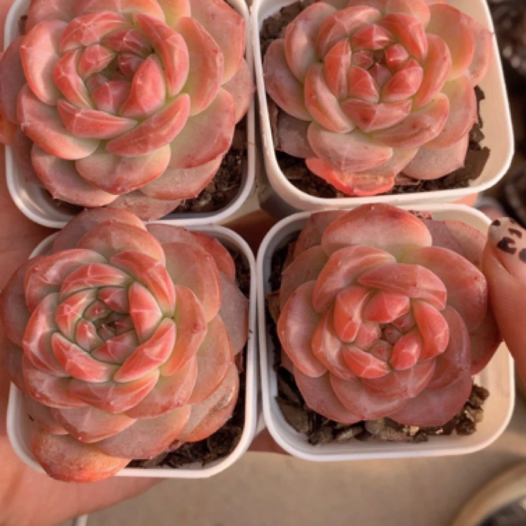 （一颗包邮）昭君 5cm 数量有限 图片仅参考 以直播间为准