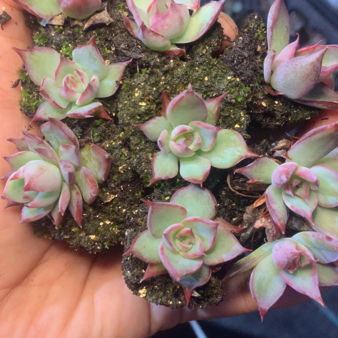 5颗惊鸿 包邮。 满28 发7个