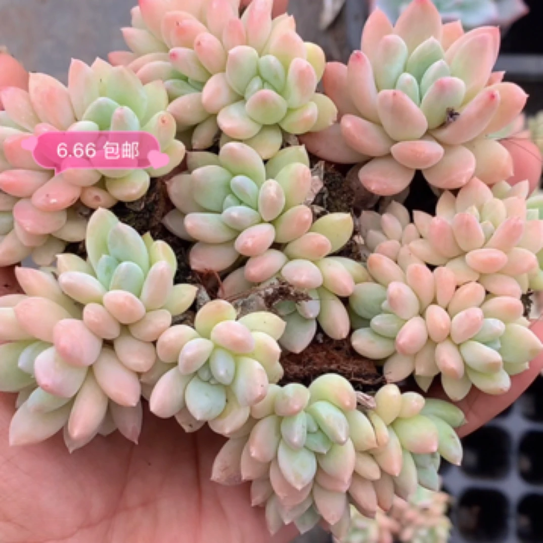（3颗包邮）牛奶糖 2cm 多肉植物 猫小姐多肉