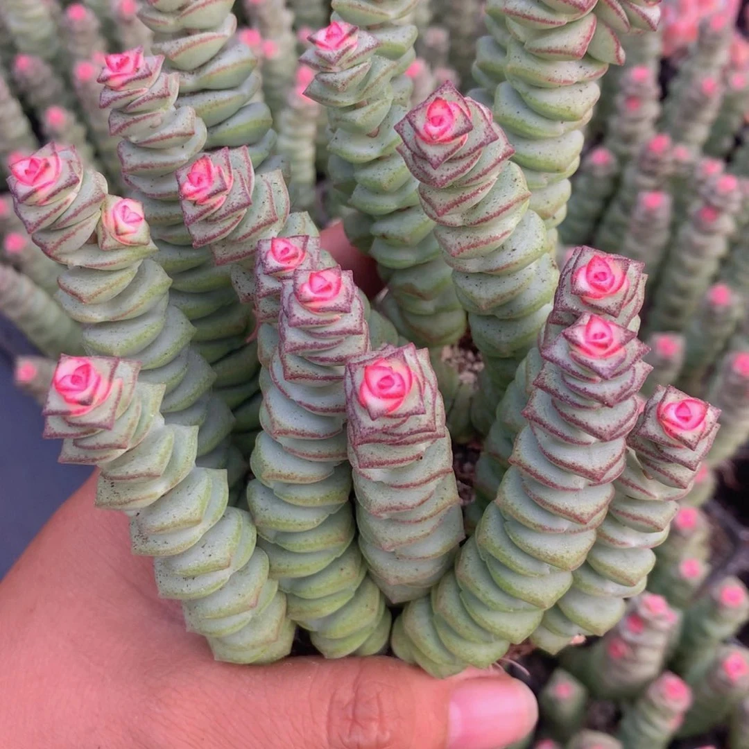 （一单包邮）钱串锦 5cm 高端溏心基因