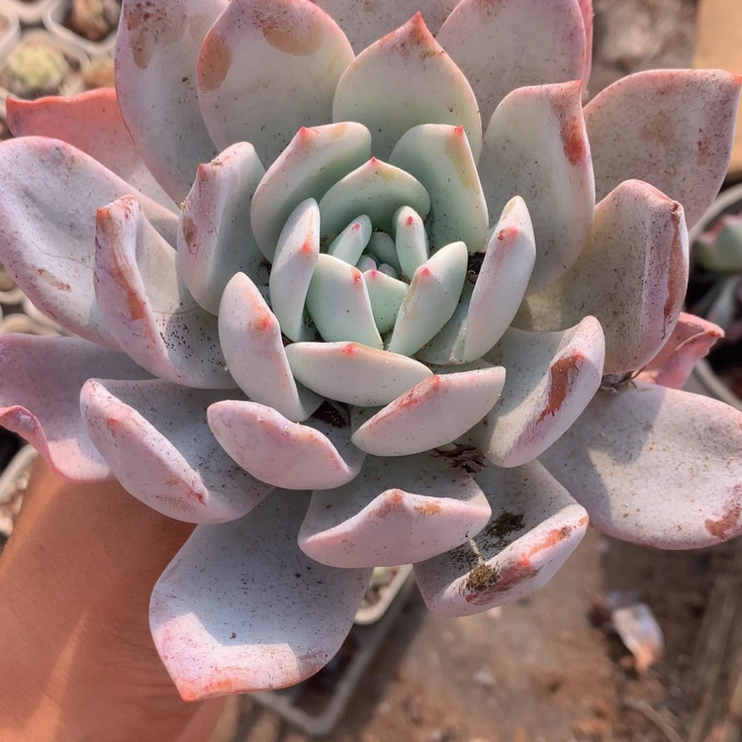 雪天使 大。一物一拍