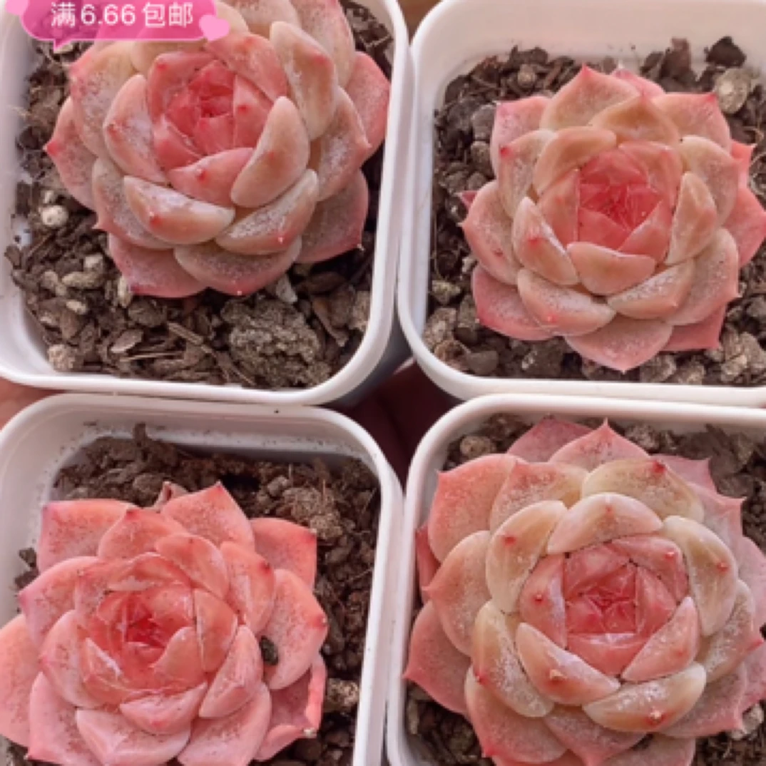 （一单包邮）水果糖 3-4cm 实物以直播间为准