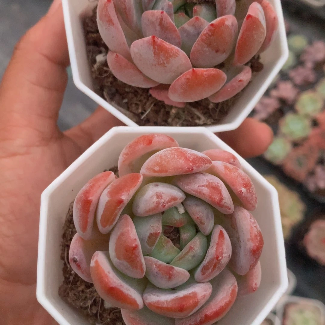 全明星2颗。满28 发3颗