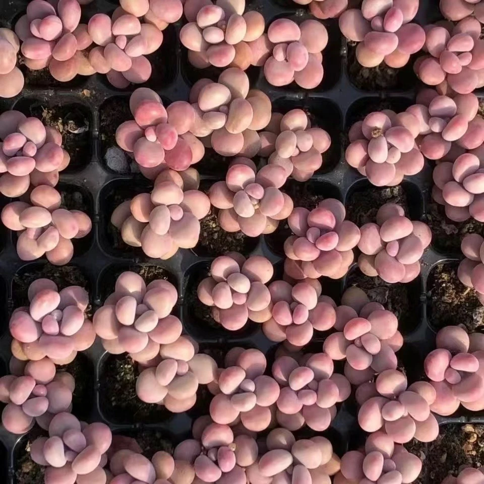 （满5元包邮）桃蛋 图片仅参考 以直播间为准