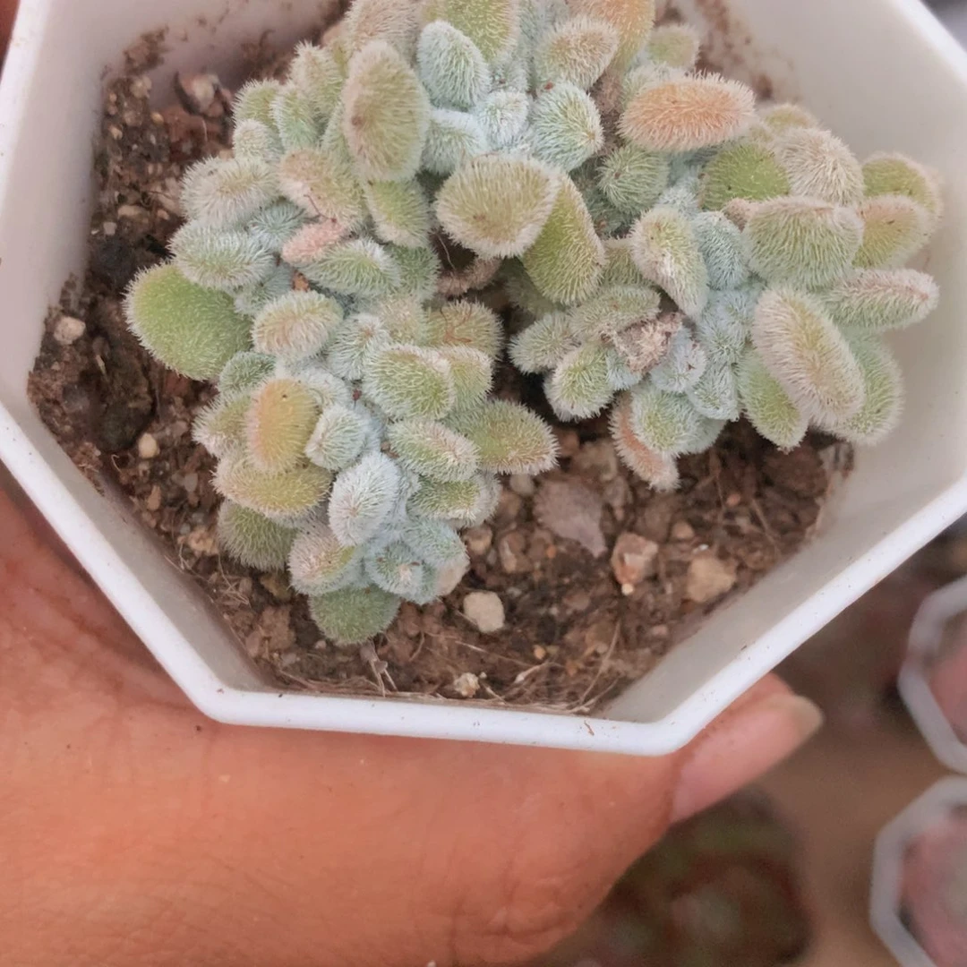 雪晃星1颗。一单包邮