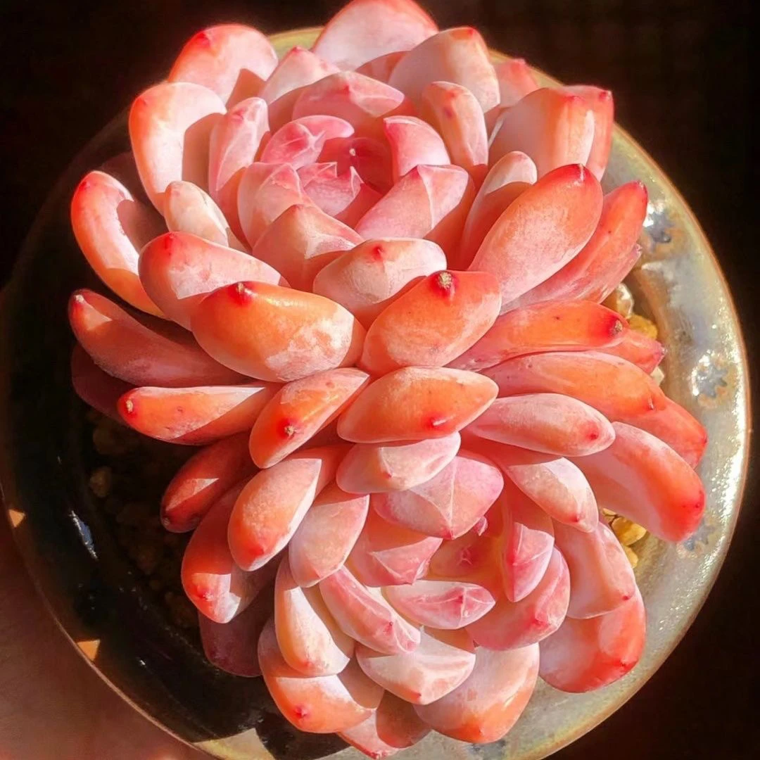 （一单包邮满18发货快有赠品）紫皮星影子橙梦露双头6cm 网图为准