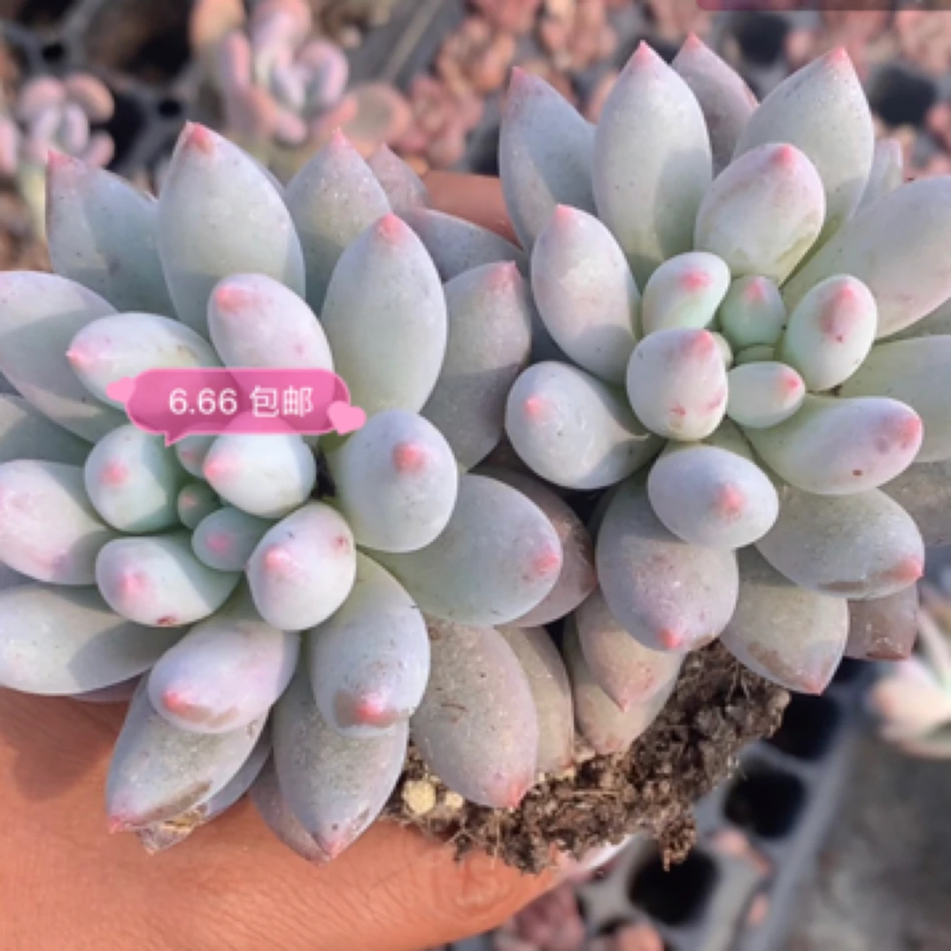 （1元包邮满18发货快有赠品）所罗门 双头多肉植物 8-9cm 数量有限