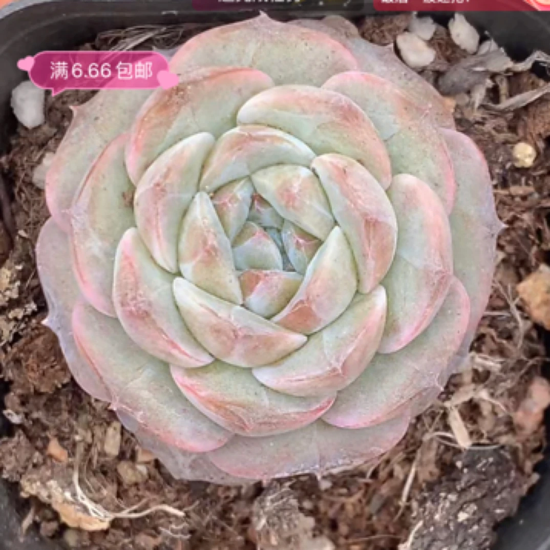 （满1元包邮满18发货快有赠品）玛奇朵 6cm  多肉 实物以直播间为准