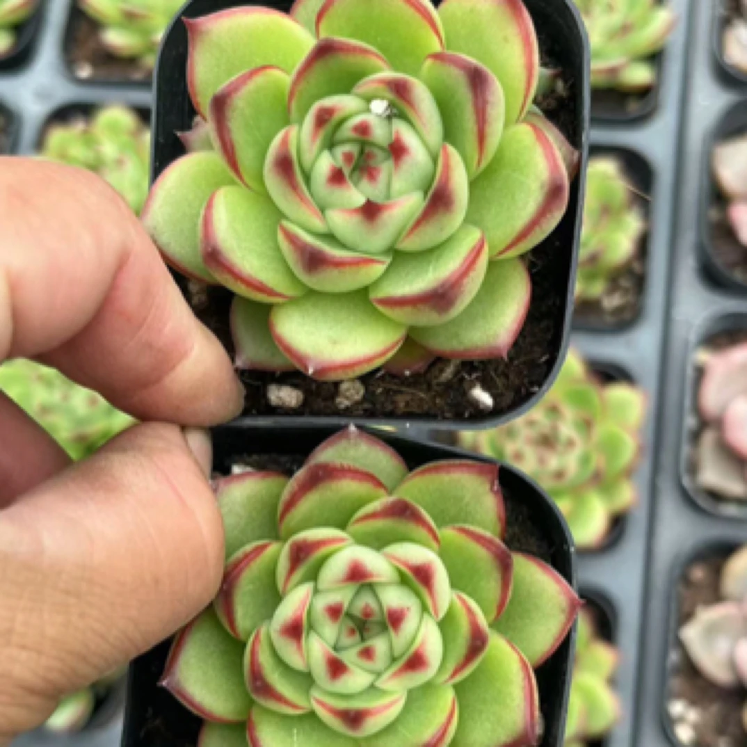 （需要满5包邮）月亮石 4-5cm 多肉植物 猫小姐多肉