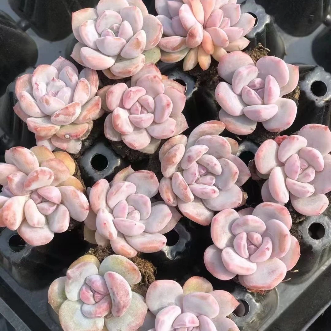 （一单包邮）日系星影2cm  福利款 图片仅参考 多肉以直播间为准