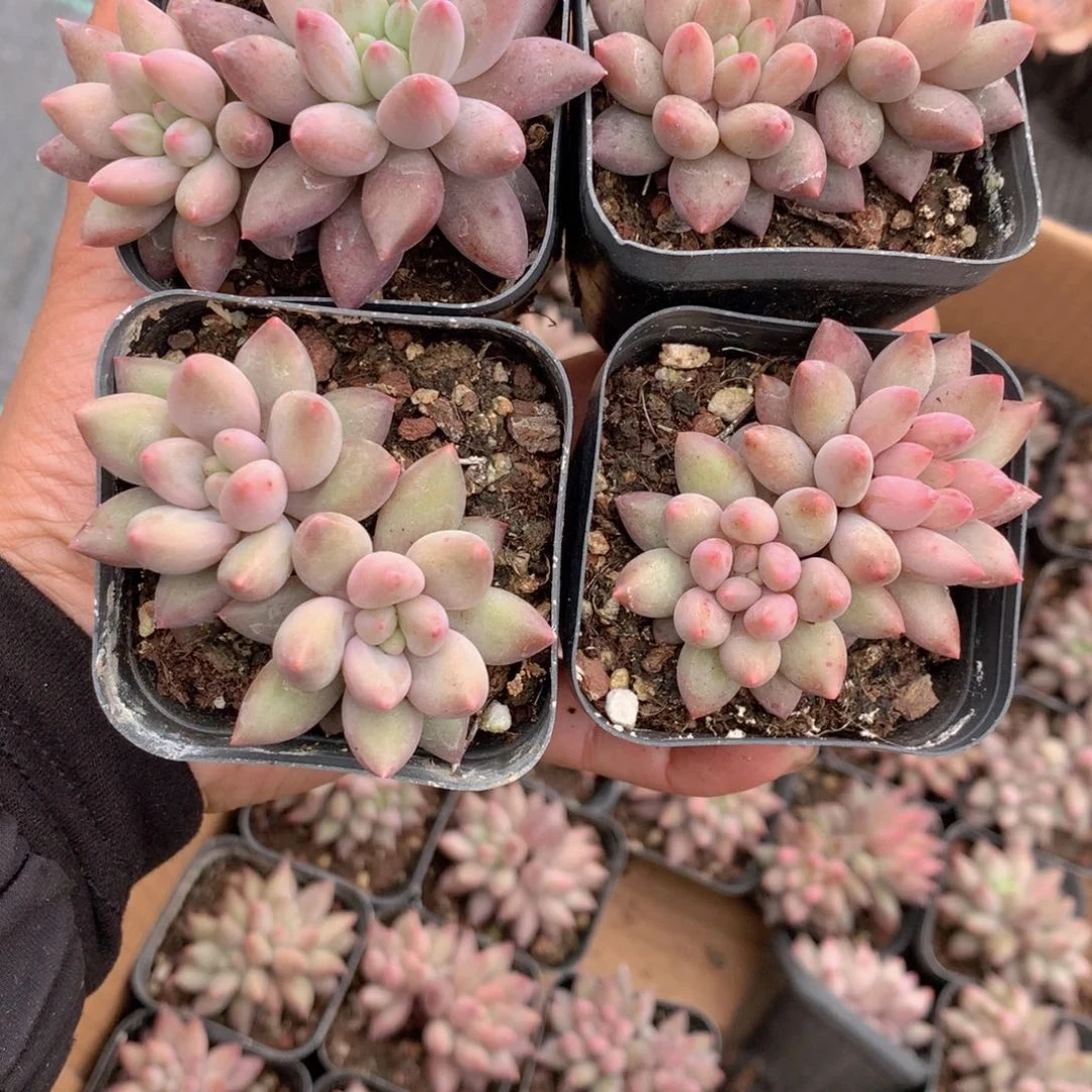 （一单包邮满18发货快送赠品）车厘子双头 4-5cm 猫小姐多肉