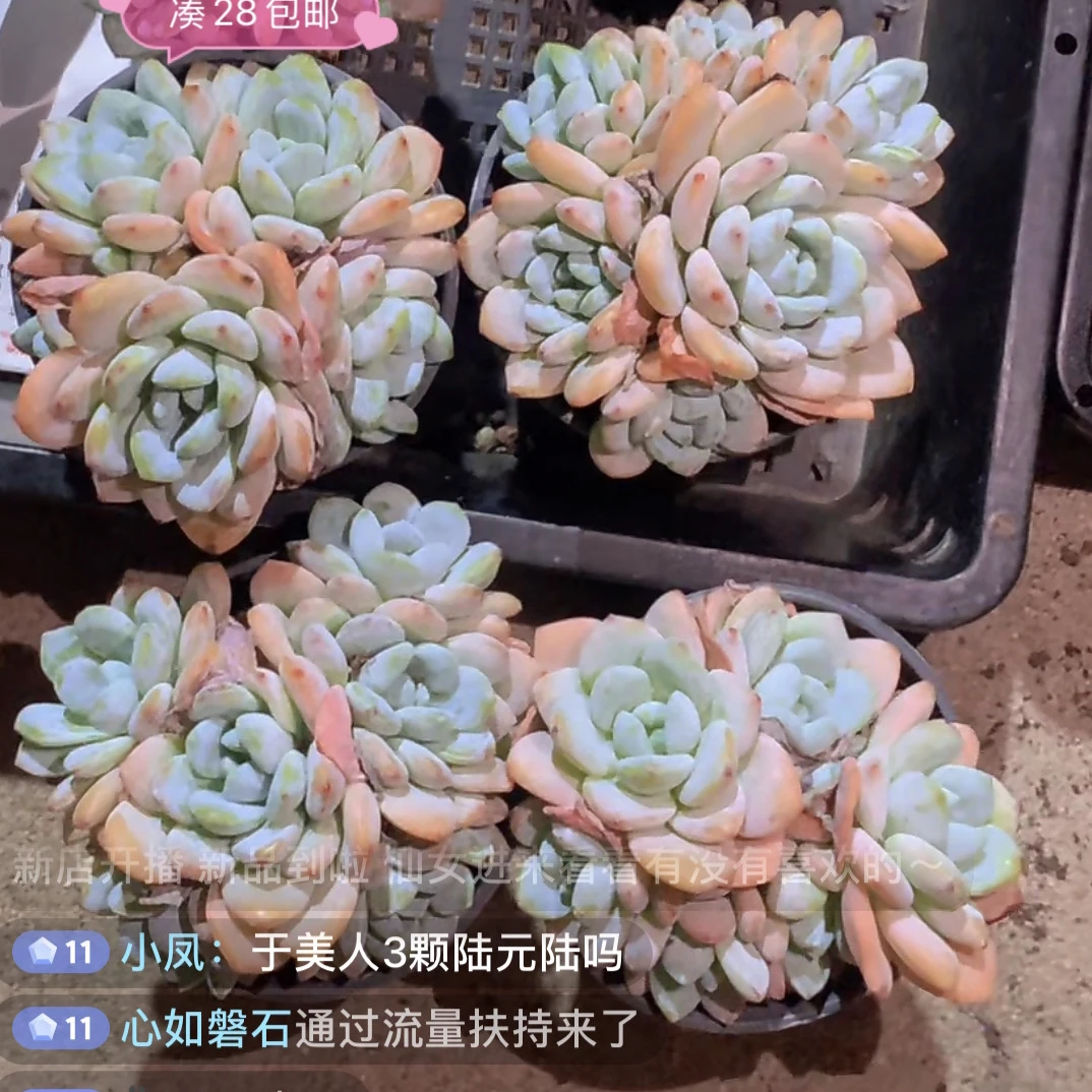 （一单包邮）冷香大群 9cm 盆数量有限