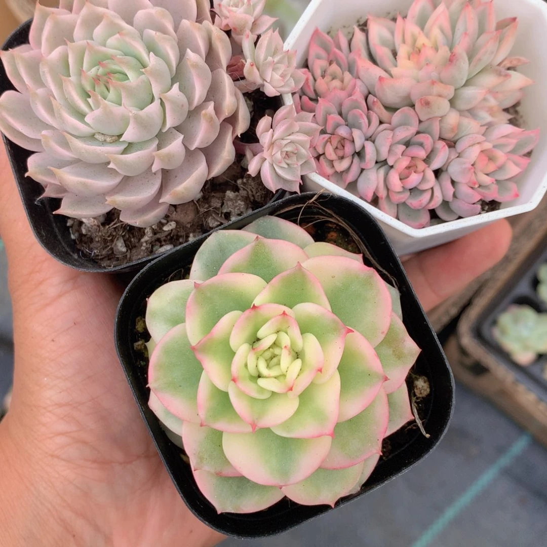 蜡牡丹锦。玛格丽特锦。女雏锦