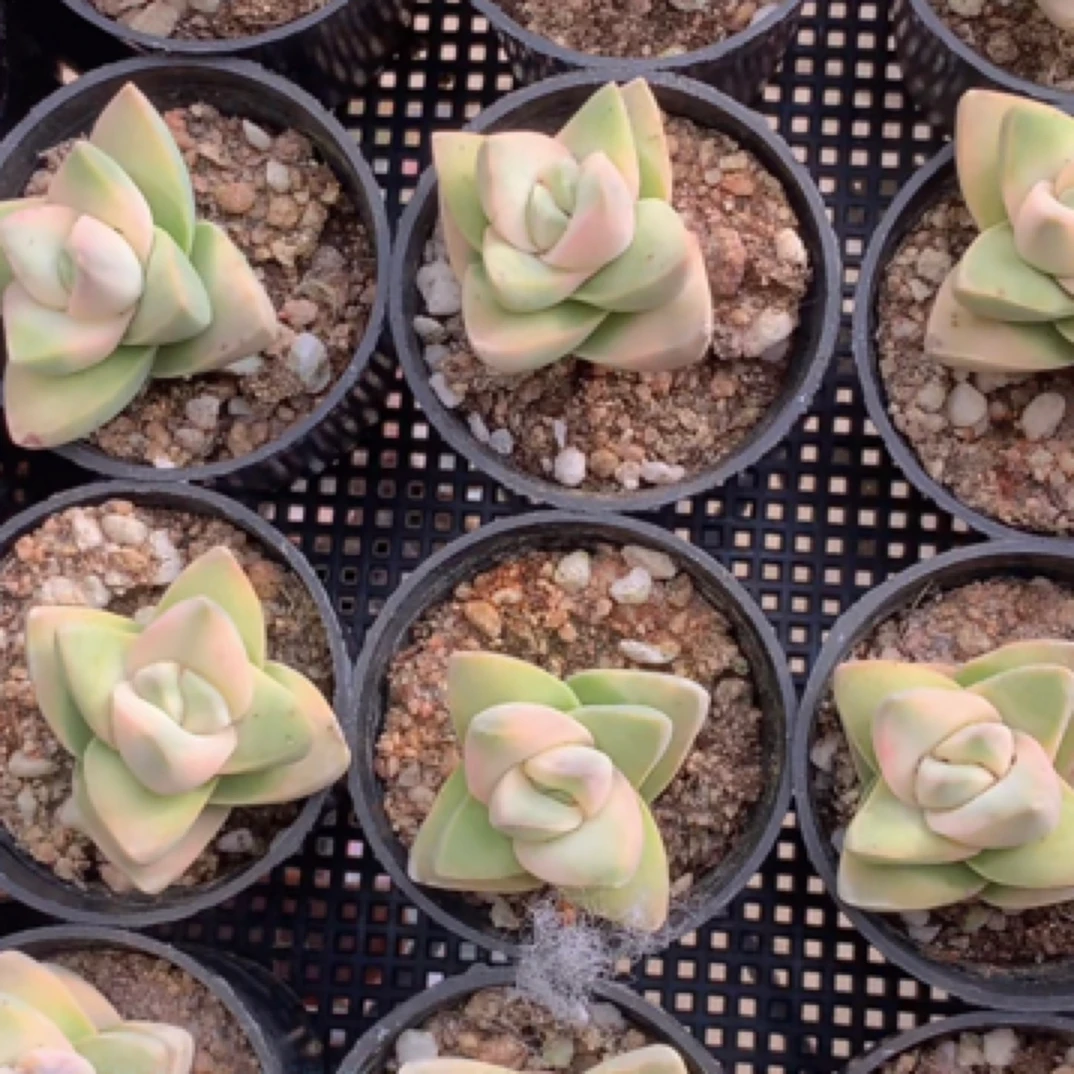 （1颗包邮）纪之川 锦。3cm 数量有限