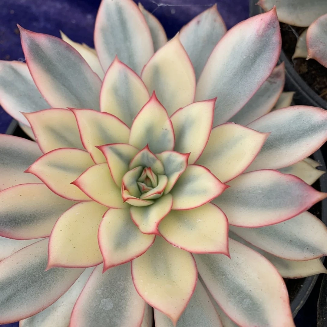 （一单包邮）月光女神锦 肉植物 5cm 数量有限