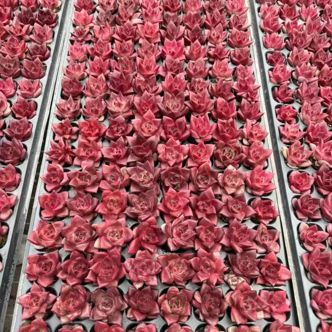 （满9.99包邮）鸡血罗宾 2cm 图片仅参考 多肉以直播间为准