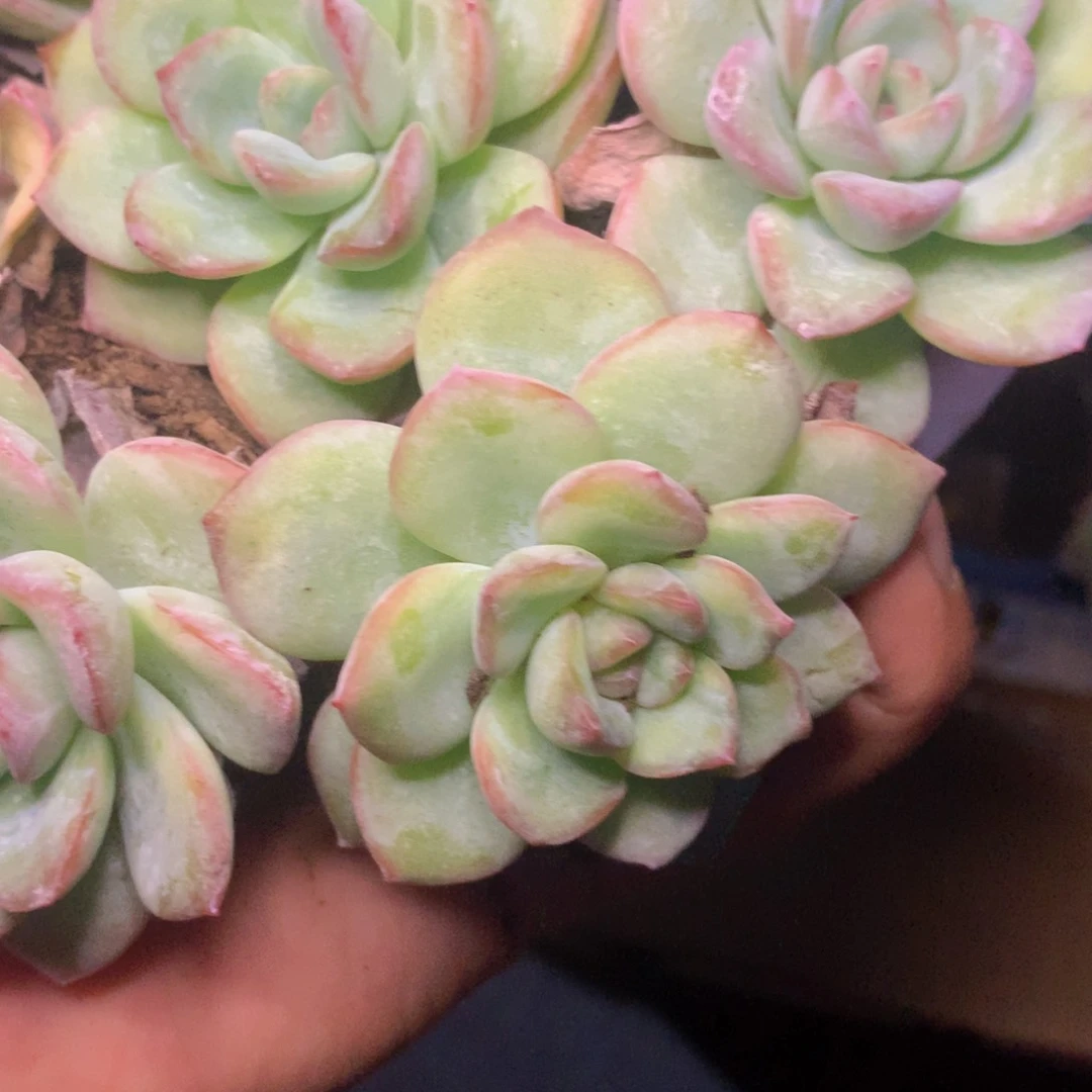 泡芙 3颗包邮。满28 发4个