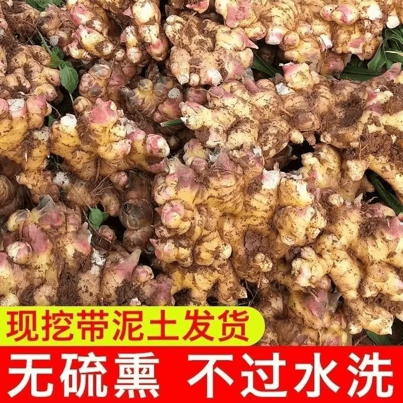 2024嫩姜云南小黄姜老姜调味生姜新鲜应季蔬菜现挖批发