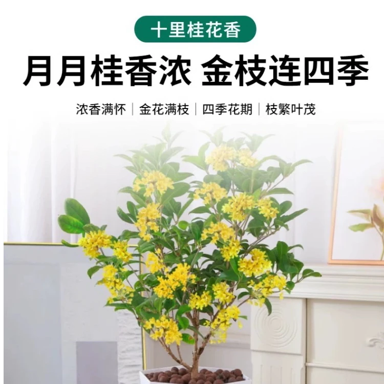优选水培精品四季桂月月桂四季开花室内外净化空气 寓意吉祥可食