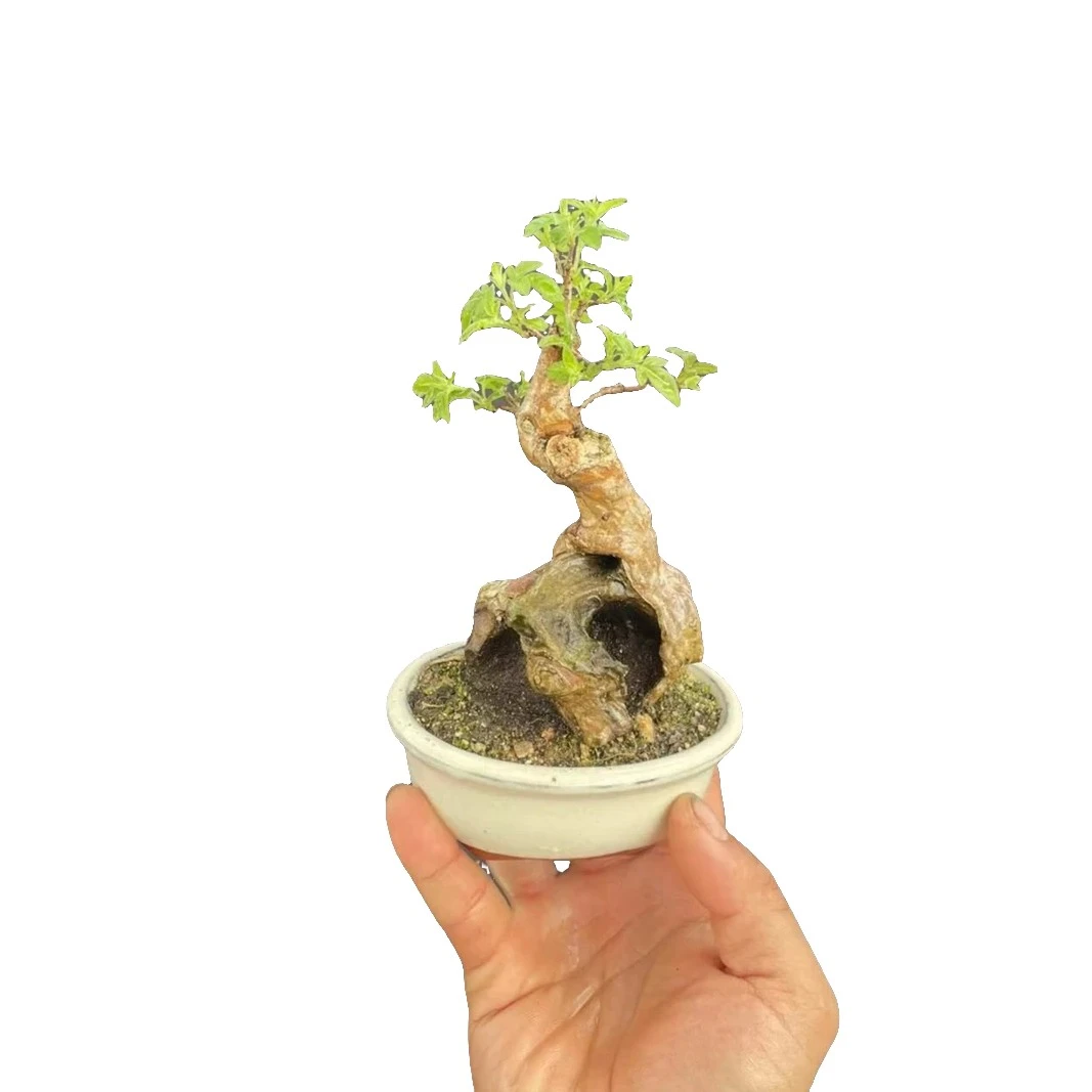 黄荆盆景微型小老桩.《直播选货私拍随机发》树桩阳台栽培办公室