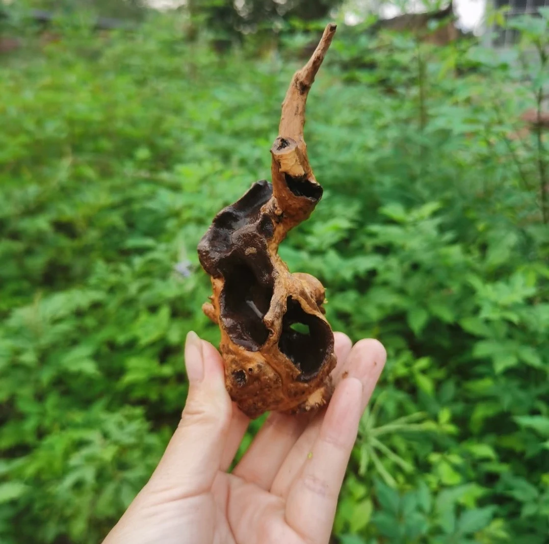 黄荆老桩一物一拍（直播选货，私拍随机发货）