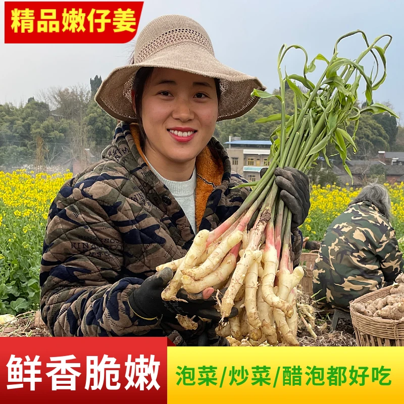 【红芽嫩仔姜-精品】四川嫩姜嫩仔姜泡菜姜仔姜新鲜现挖1斤/3斤/5斤