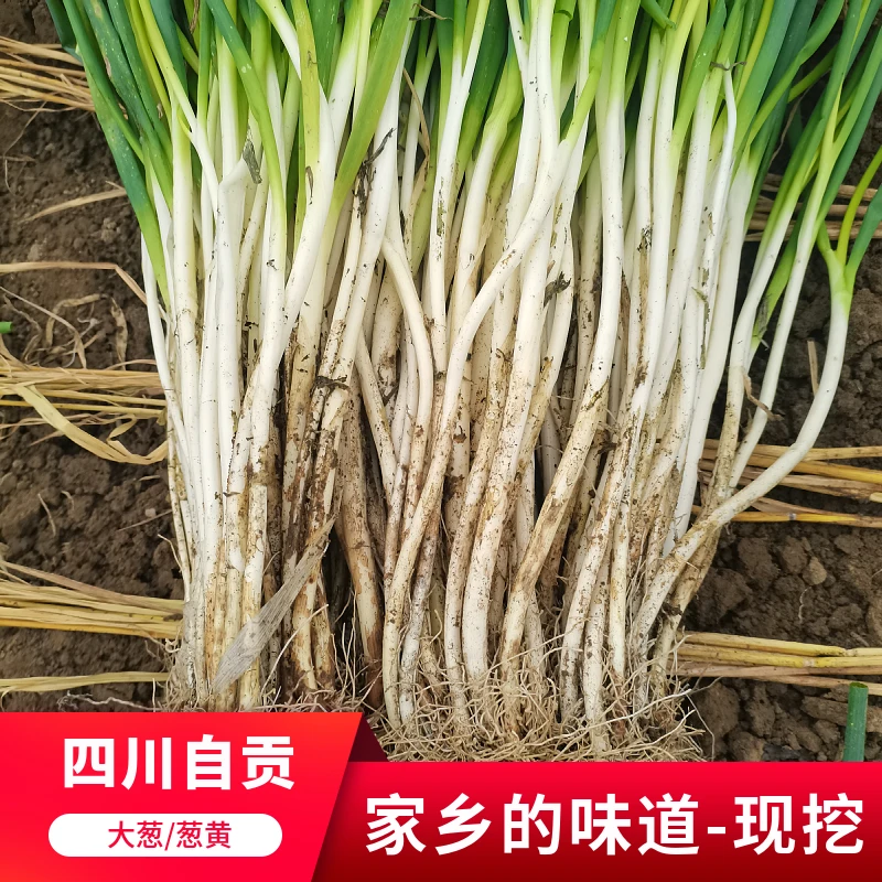【顺丰-四川香葱黄】大葱葱黄本地大葱分葱小细葱甜葱嫩葱1/8斤装