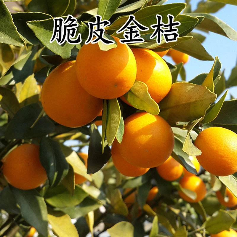 大果脆皮桔滑皮金桔苗嫁接苗金钱桔苗金桔橘子树苗当年结果