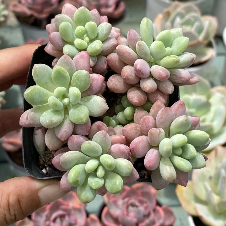 精品状态洛可可多肉植物（全场两单包邮）