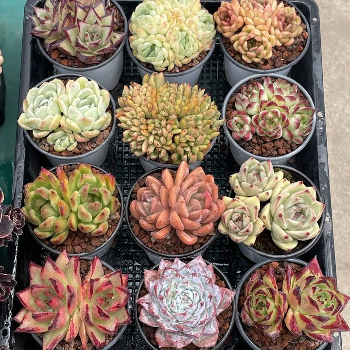 【浪漫七夕礼】6颗多肉组合套餐 【全场2单包邮】新手多肉植物好养