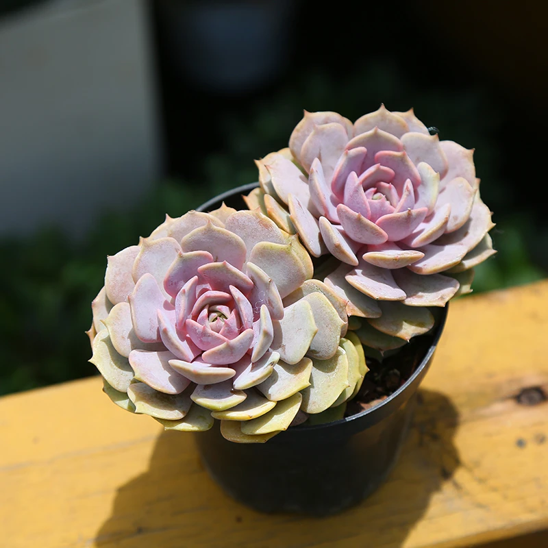 粉蝶双头（全场两单包邮） 云南精控精养精品多肉植物 带盆