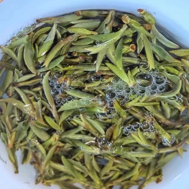 【店铺顶货|2024荒野小米芽】老树头芽掰针 毫香人参香清幽花香