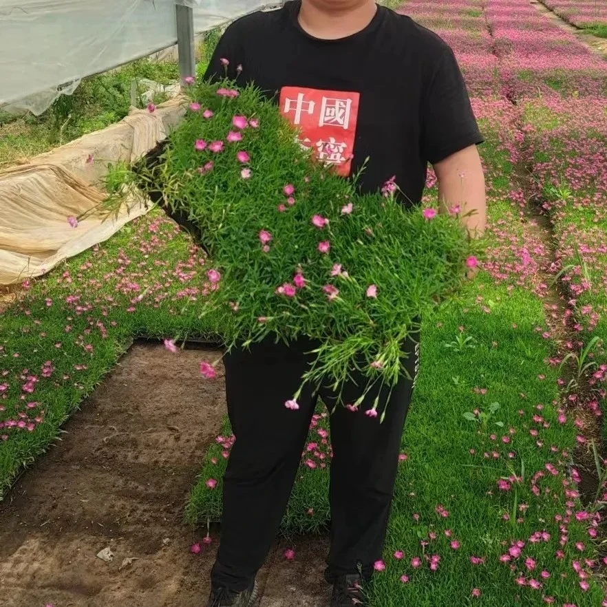欧石竹穴盘苗四季开花耐寒耐热庭院绿化紫花小苗春季苗混色佛甲草