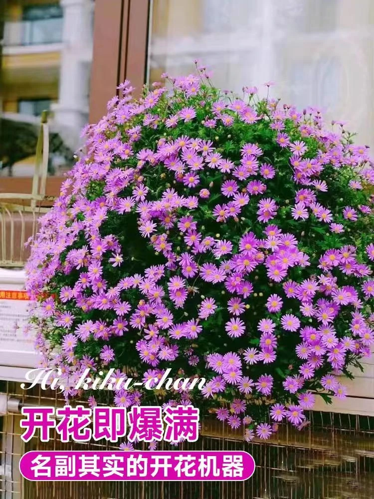 姬小菊盆栽小菊花带花苞发货盆栽四季开花耐热植物耐寒易爆盆鲜花