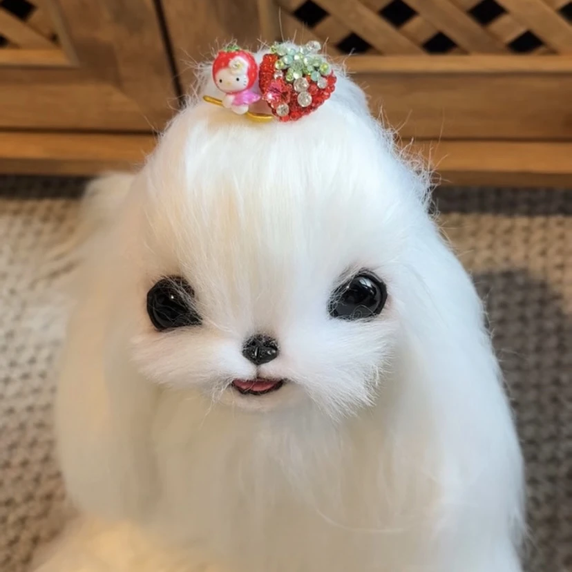 直播间宠物发夹Bb夹过款拍no退no换~