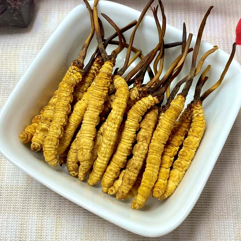 【轩之邺专属】3.5-3根/克 5根 2024头茬干冬虫夏草甄选滋补礼品