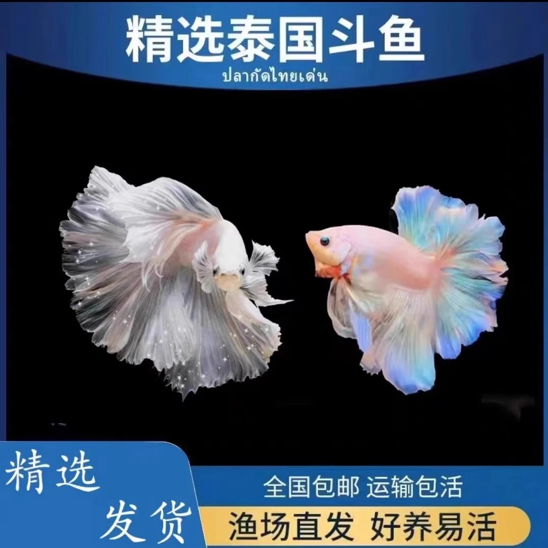 斗鱼很漂亮很漂亮