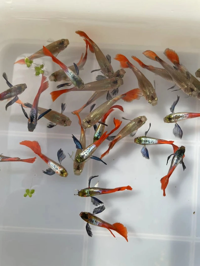 【白金象耳】新手孔雀鱼混搭大观赏鱼活体热带小型淡水冷水好养耐活