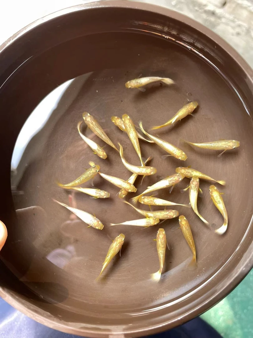 【黄金满鳞孔雀】孔雀鱼混搭大观赏鱼活体热带小型淡水冷水好养耐活