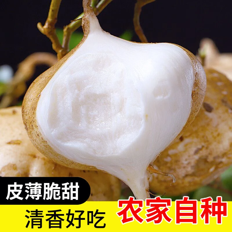 【沙土地萝卜】广西凉薯产地新鲜现挖沙葛白地瓜3斤5斤9斤农家特产