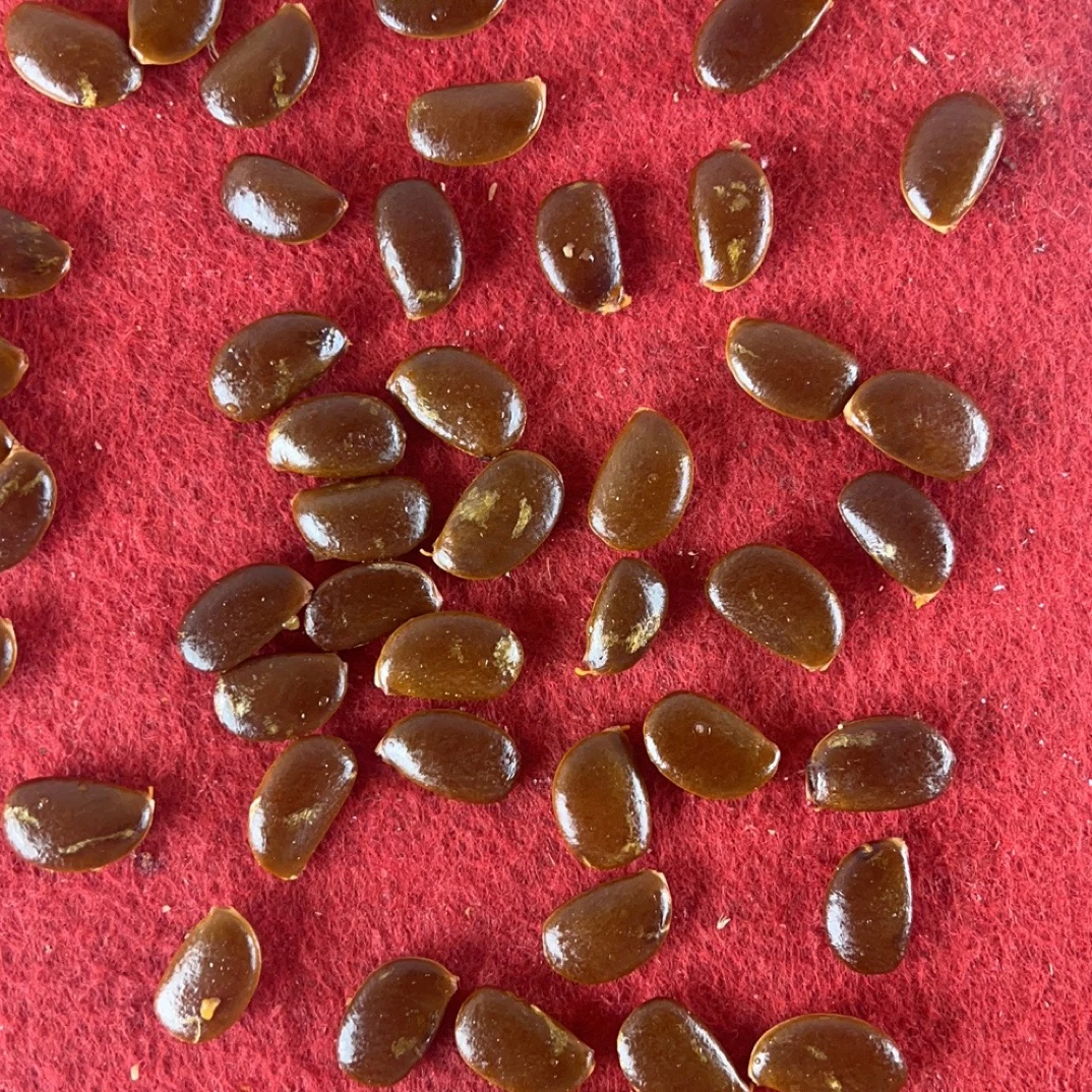 鸟柿子种子，太秋砧木