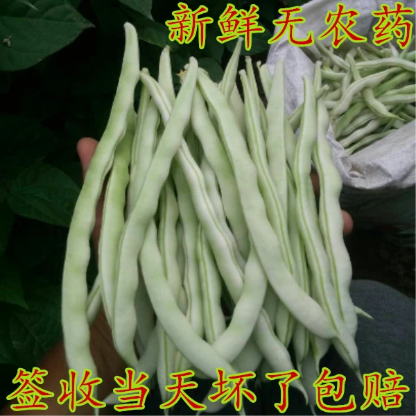 现摘新鲜蔬菜四季豆扁豆白不老老来嫩九粒白芸豆1-5斤